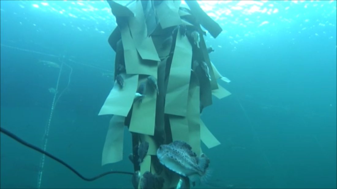 Structure textile immergée servant de support à la biodiversité marine