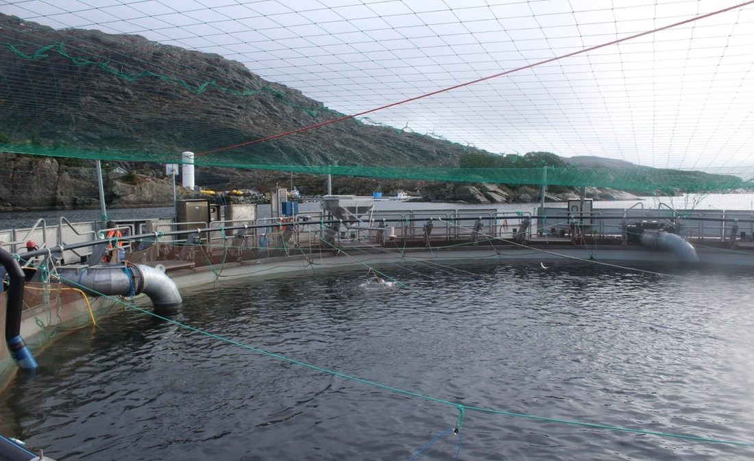 Bassin aquacole équipé de filets techniques de protection en environnement côtier